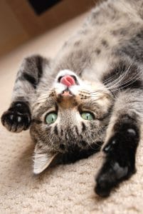 Odstranění zápachu od koček